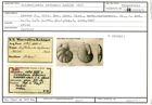 Karteikarte zum Syntyp von Cristellaria deformis Karrer, 1867